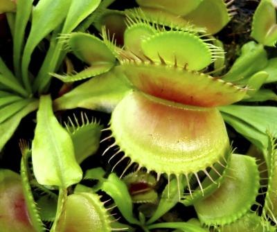 Venus flytrap