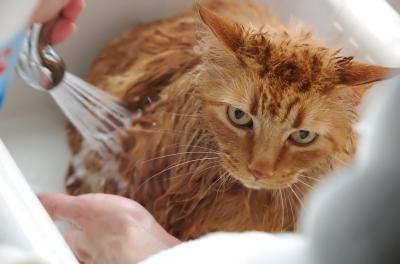 Bathe the mother cat.