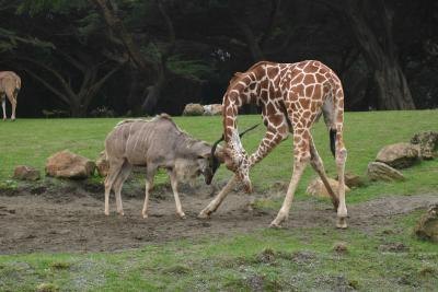 A giraffe is a formidable opponent in a fight.