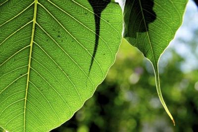 Get Peepal Tree Information In English Pics