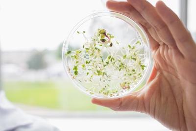 Seeds in small container.