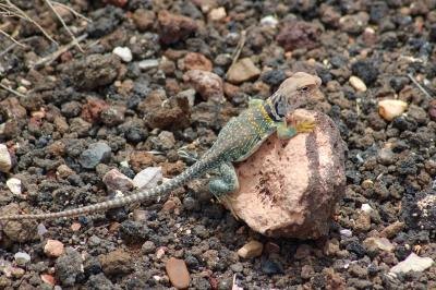 the eastern collared lizard can reach up to one foot in length