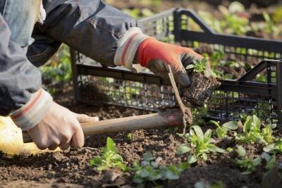 A gardener will replace dead plants and keep the flower bed weed-free.
