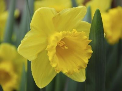 yellow daffodil