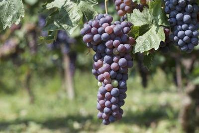 Grapes in a vineyard