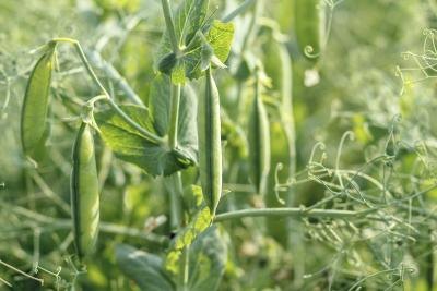 pea pod plant