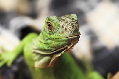 A close-up of a green iguana. A close-up of a green iguana.