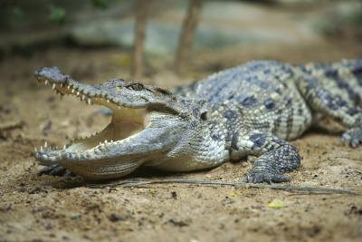crocodile with mouth open crocodile with mouth open