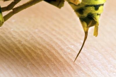 Solitary wasps do not constitute as much of a threat like their more social cousins.
