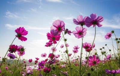 The location of pollen production is dependent on the type of flower producing the pollen.