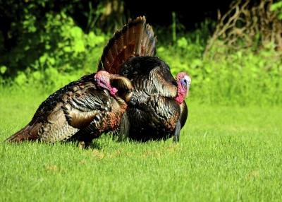 A pair of wild turkeys. A pair of wild turkeys.