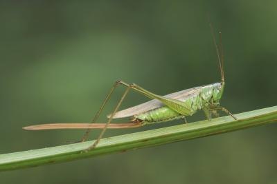Clear winged grasshopper.