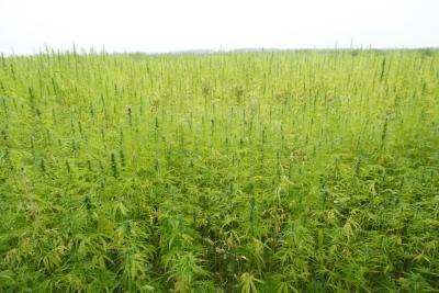 A cannabis plant growing wild is distinctive and recognizable. A cannabis plant growing wild is distinctive and recognizable.