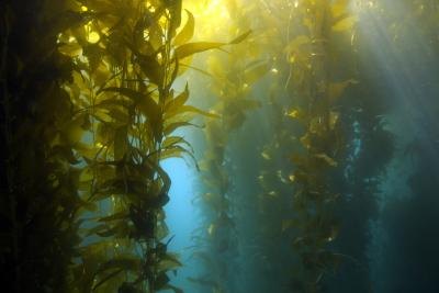 Seaweed is not a true plant. Seaweed is not a true plant.
