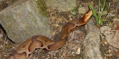 Copperhead snake.