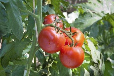 tomato plant