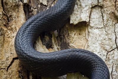 Black snakes and racers are both colubrids and have only one lung. Black snakes and racers are both colubrids and have only one lung.