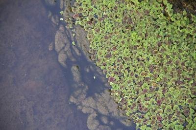 A closeup view of mosquito ferns