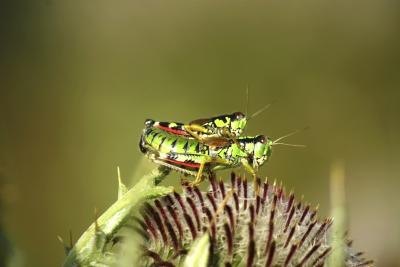 Spotted grasshoppers.