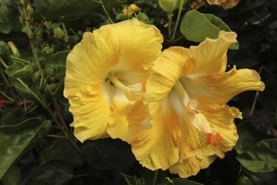 Close-up of a yellow hibiscus flower