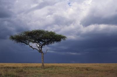 African landscape.
