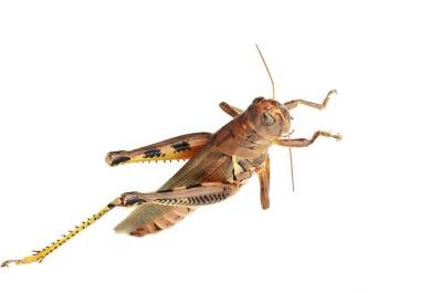 Brown grasshopper.