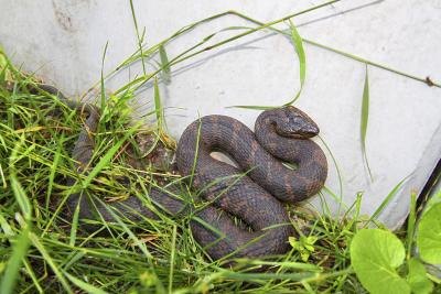 Watersnake.