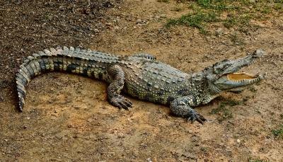 crocodile legs and feet