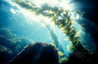 Seaweed is a type of complex algae.