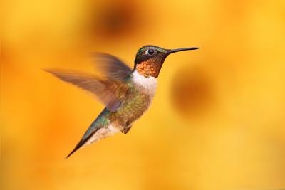 Hummingbirds are the smallest types of birds. Hummingbirds are the smallest types of birds.