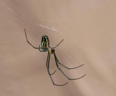 Black spider. Black spider.