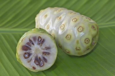 Noni fruit on leaf Noni fruit on leaf