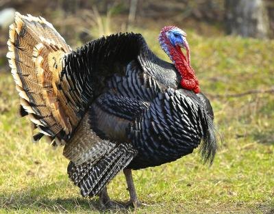 Male turkey.
