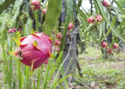 dragon fruit trees