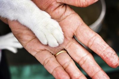 Cat paw on owner's hand.