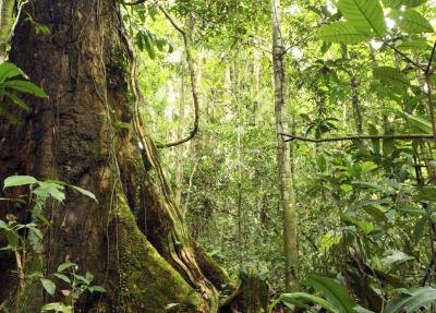 Sap from trees in the Amazon can provide relief from inflammation and pain.