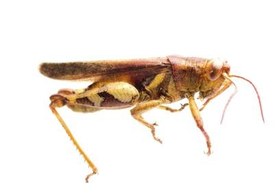 Big head grasshopper.