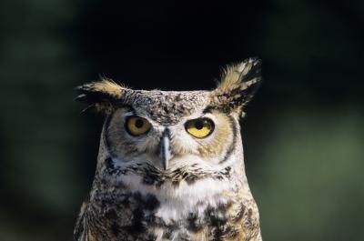 Horned owls emit traditional "hoot" noises. Horned owls emit traditional "hoot" noises.