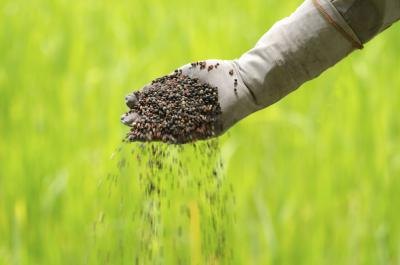 hand sprinkling fertilizer