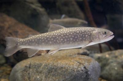 salmo peristericus in tank