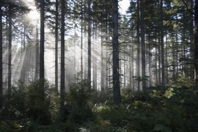 A beautiful forest in Washington. A beautiful forest in Washington.