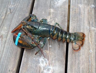 Lobster caught near Canada in the North Atlantic Ocean