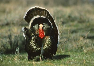 Look at the fan of the turkey when it is spread.