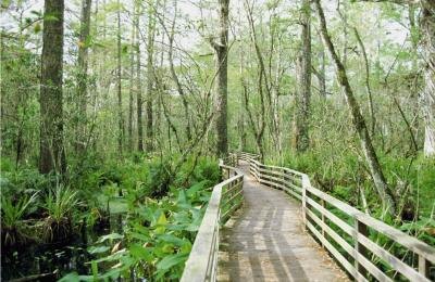 Bridge over swamp in forest