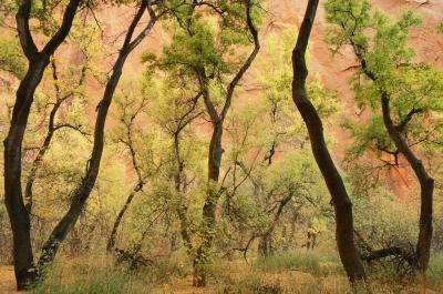 cottonwood trees can create privacy and shade in a short time