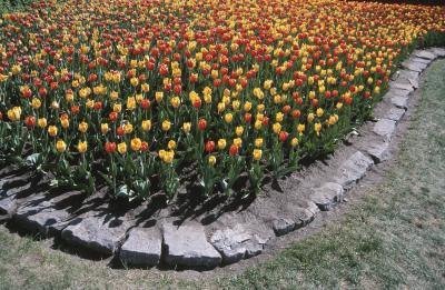 Installing a landscape border creates a clean line between the lawn and planting bed. Installing a landscape border creates a clean line between the lawn and planting bed.