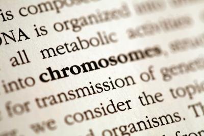 The gene is connected to the chromosome, and the chromosome is connected to the egg and sperm.
