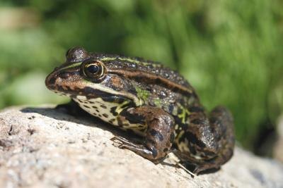 Amphibians and reptiles can not control their body warmth internally.