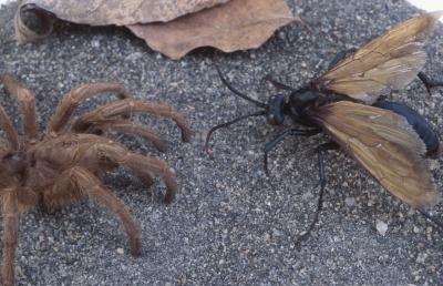 Flying ants can be as big as a tarantula or very small. Flying ants can be as big as a tarantula or very small.