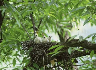 Hawk nest